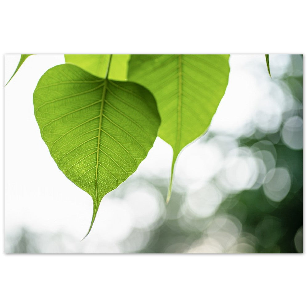Aluminum Print   Bodhi Leaves