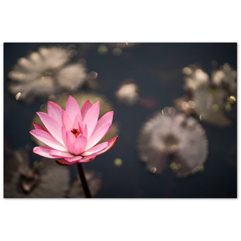 Aluminum Print   Lotus